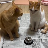 呼び出しベルを鳴らしている猫とそれを見ている猫