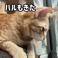 ベランダの虫を見ている2匹の猫