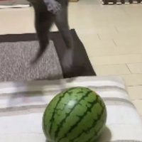 猫とスイカ