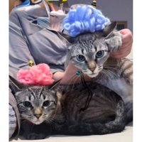 室内にいる猫