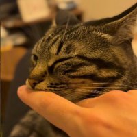 耳を水平に倒す猫