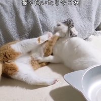 顔を押される猫