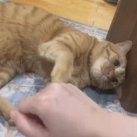 横になる猫