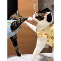 ケンカしている猫たち