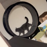 歩く猫