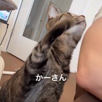 人に向かって手を伸ばしている猫