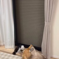パニックになる猫たち
