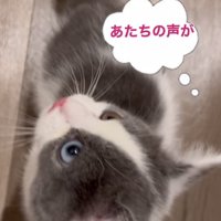 息子さんの声に戸惑う子猫