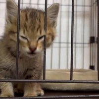 ケージの中の子猫