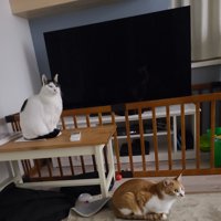 室内にいる猫
