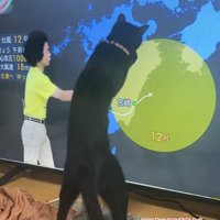 立つ猫