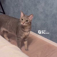 なんとも言えぬ顔をする猫