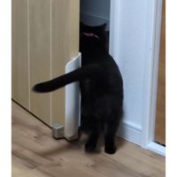 ドアの前の猫