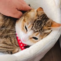 顔周りを撫でる