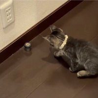 スルーする猫