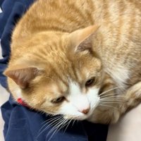 眠そうな猫