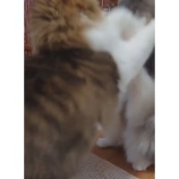 喧嘩している猫