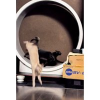 キャットホイールを走っていた猫たち