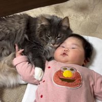横になっている赤ちゃんに体を寄せてくっついている猫