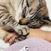 ママの手を掴んで寝たふりをするシャムミックス