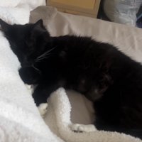 寝ている猫