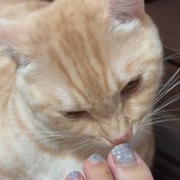 じっくり匂いを嗅ぐ猫