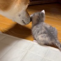 子猫をお世話する犬