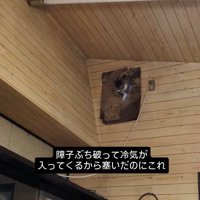 部屋の上部に開いた穴から顔を出す猫