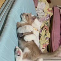 子猫を抱きしめている猫