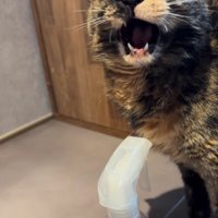 鳴いている猫