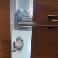 寝転がっている猫
