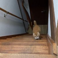 階段を登る猫