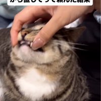 猫の顔