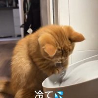 「冷て」と書かれた写真2