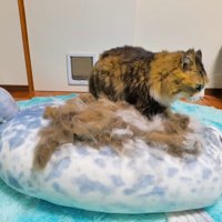 アザラシのぬいぐるみの上の毛を踏む猫