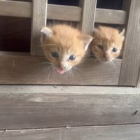 格子から顔を出す2匹の子猫