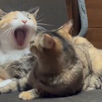 大あくびする三毛猫をじっと見るサビ猫