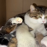 前を見て固まる猫