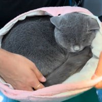しっぽを入れる