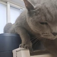 噛みつこうとした猫