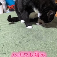 ハチワレ