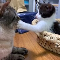 先住猫にパンチする子猫