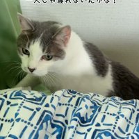 ベッドにあがってくる猫
