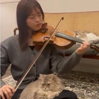 バイオリンを弾いている人と聴いている猫たち