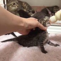 ミルクを飲む子猫