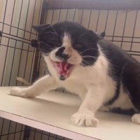 投稿者を見て威嚇をする猫