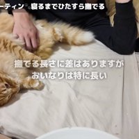 おいなりくんを撫でる