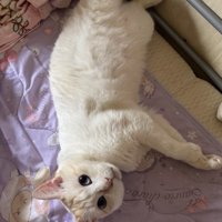 仰向けになる猫
