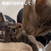 子猫に顔を近づけている2匹の猫