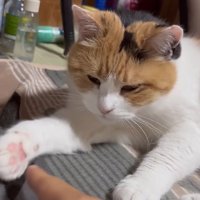 指を見る猫